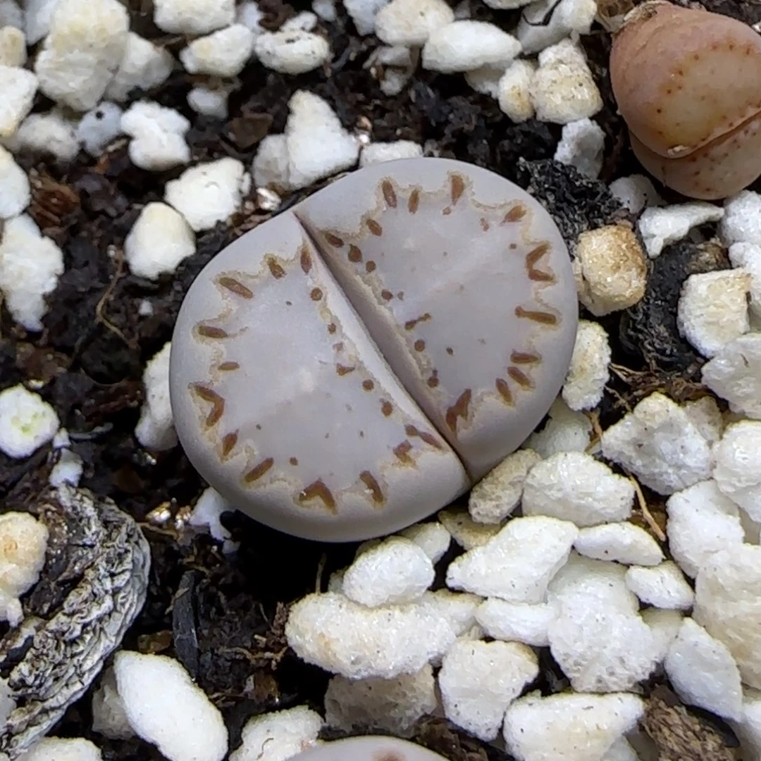 11.30.1621.015饼干.9087尺寸1.4cm