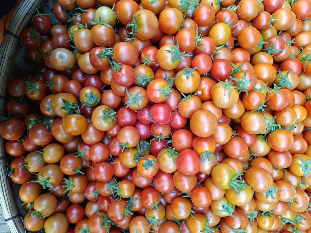 小番茄/云南新鲜现摘好吃