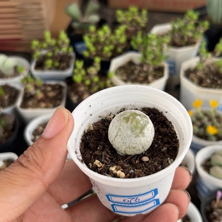 076 灯泡多肉植物