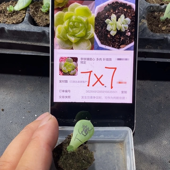 穴盘绿甜心芽苗一个