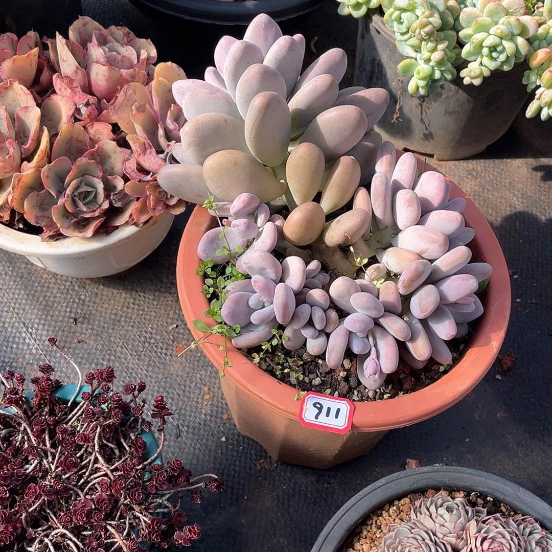 911桃美人一物一拍多肉