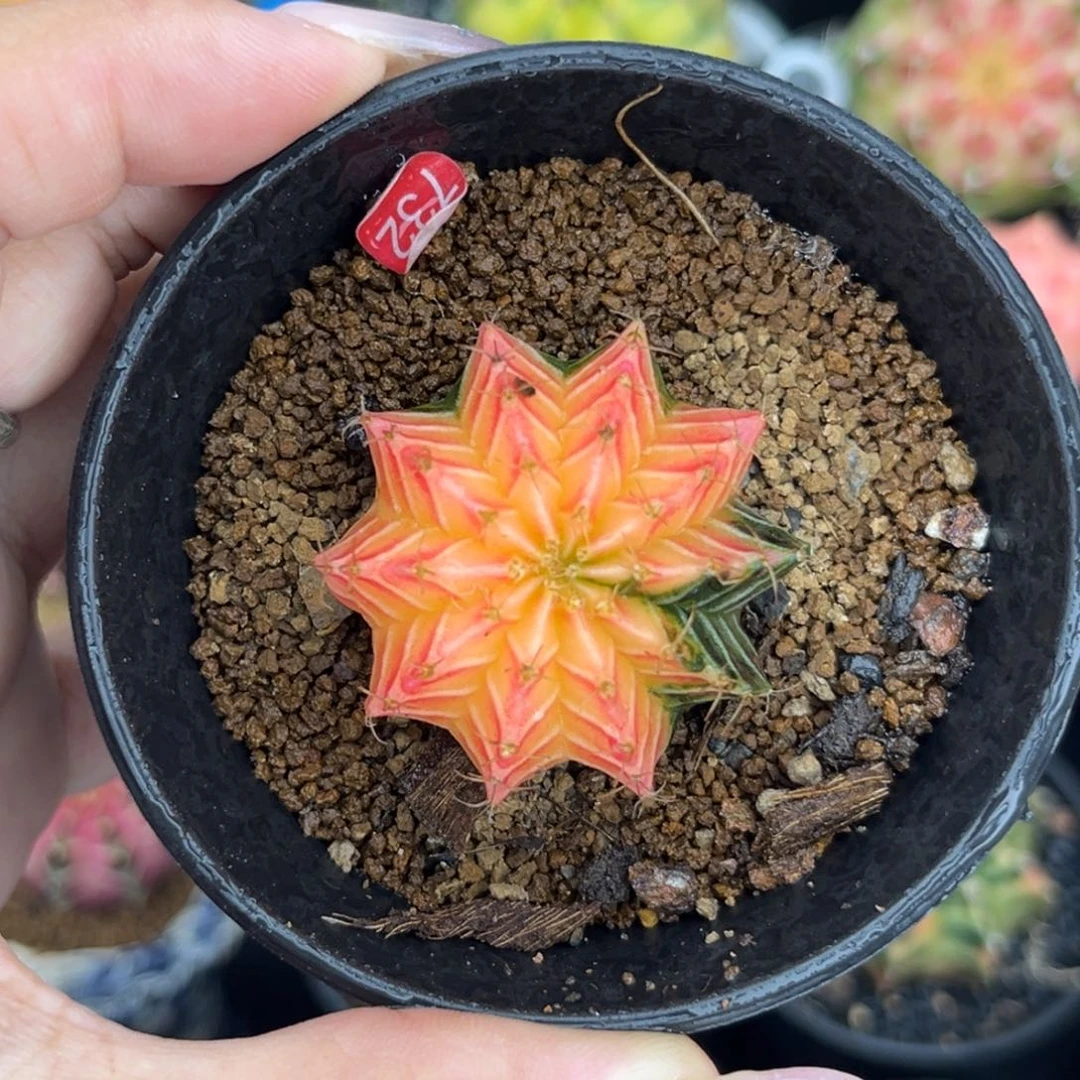 732  带盆土发货