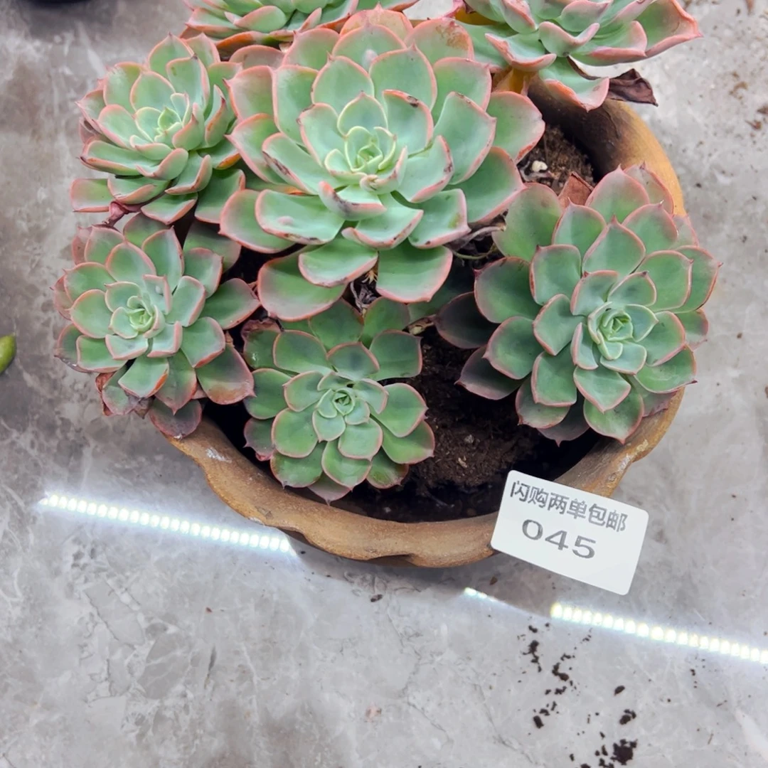 云***K多肉植物组合盆栽20