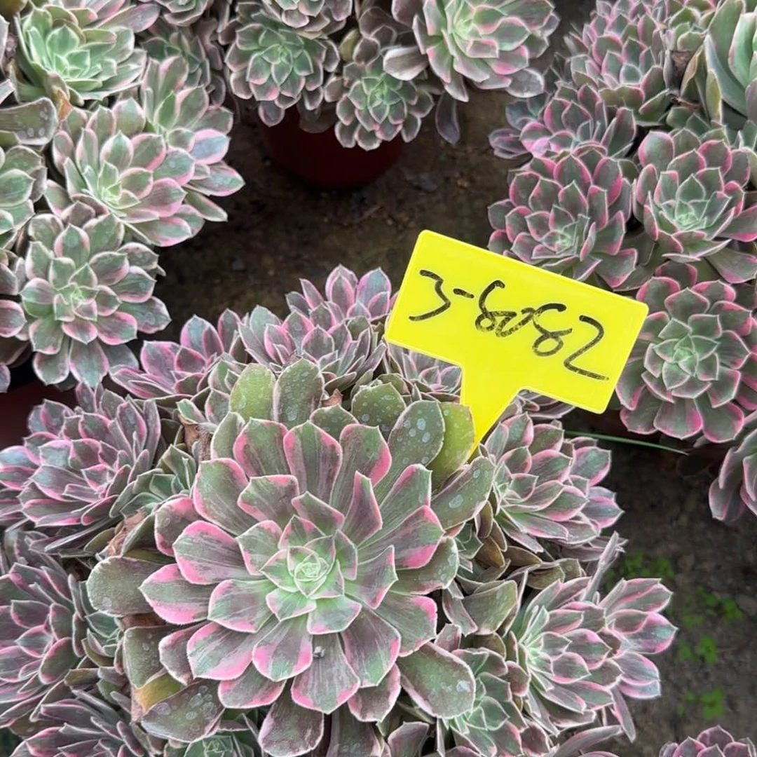 明***明3-8082-+-浣纱多头多头