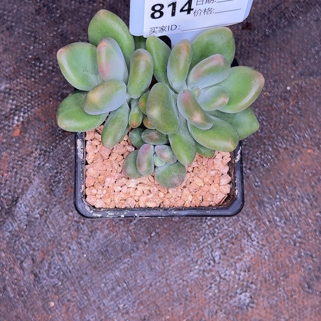 814x多肉植物多肉植物