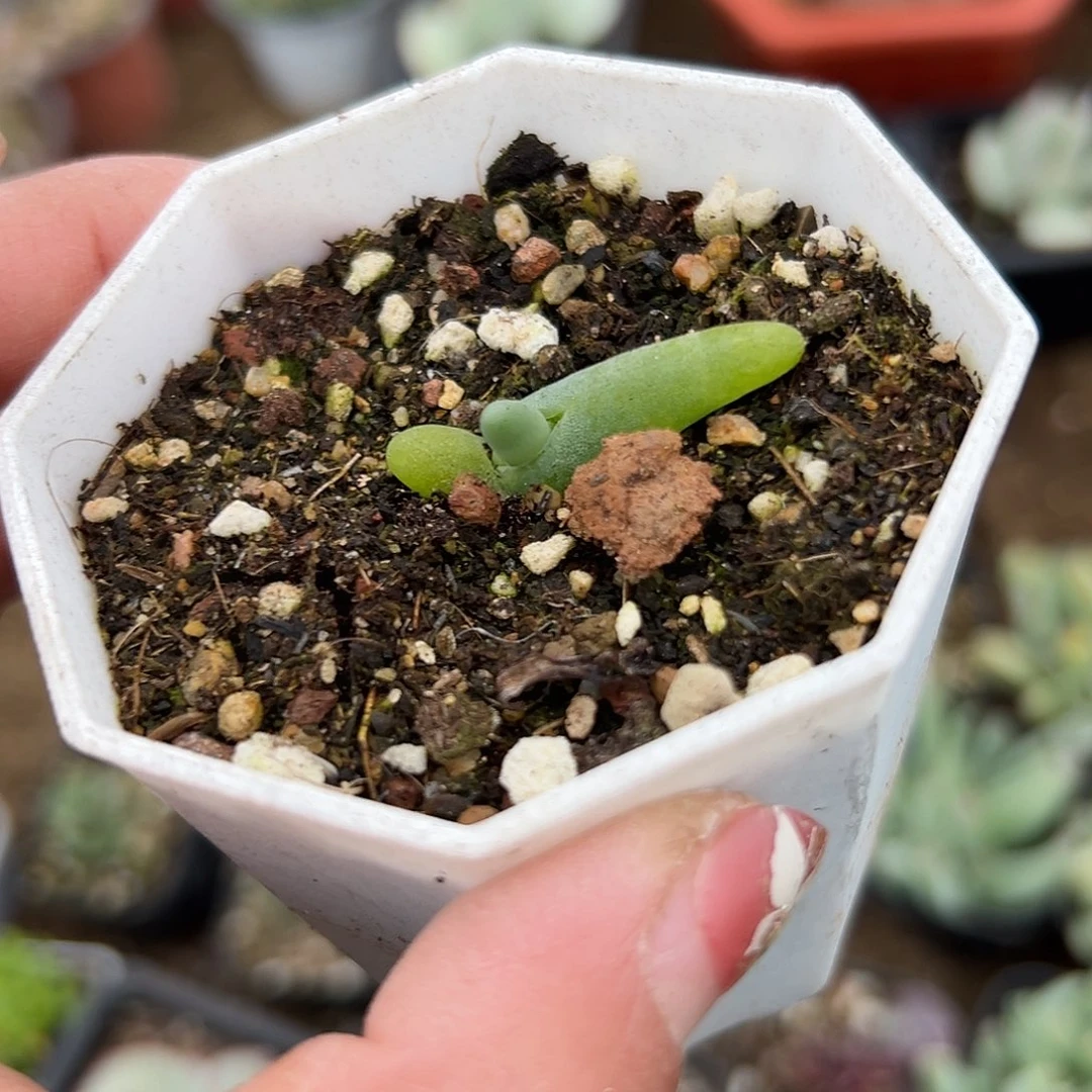 多肉植物姬手指单头