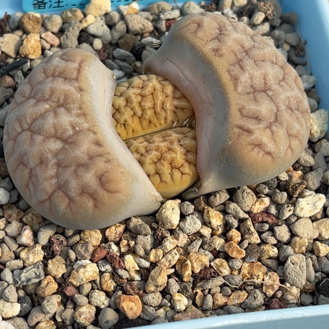 7390凹凸铁189一颗