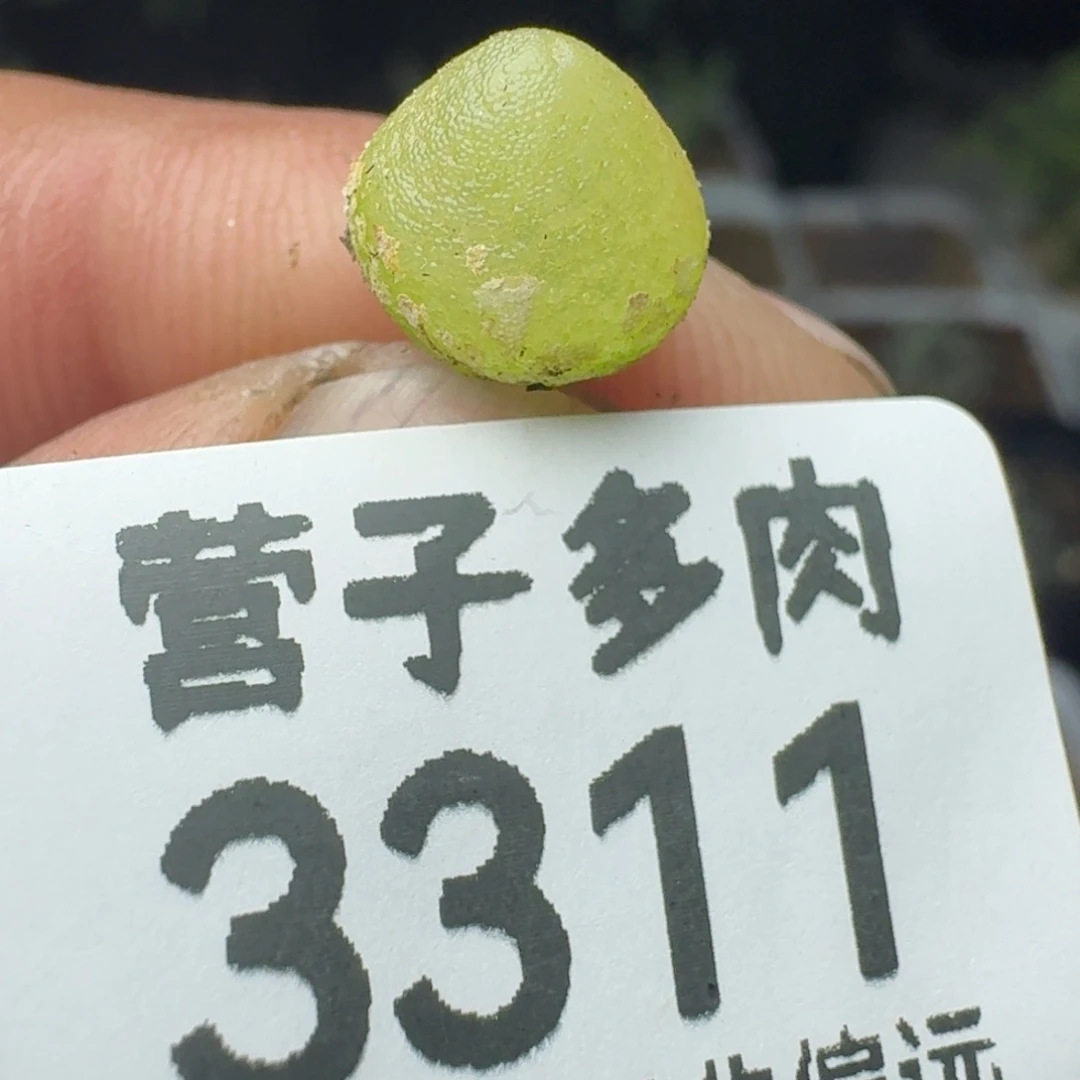 哈墨。