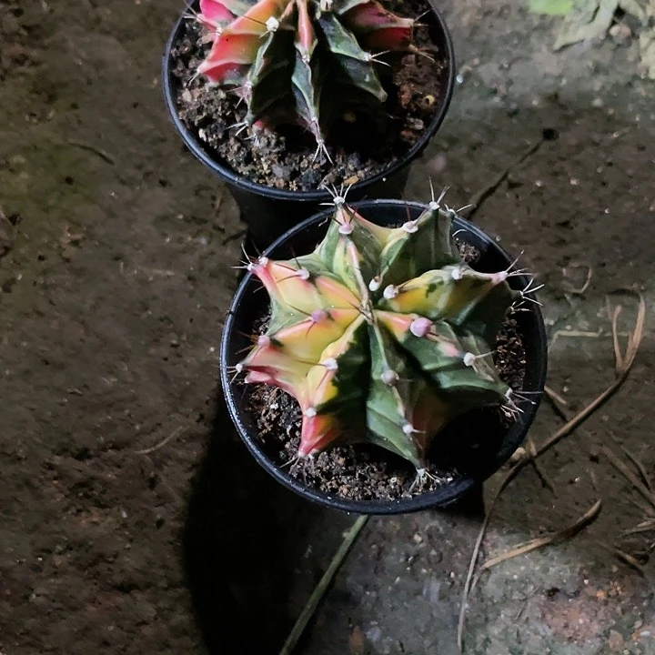 仙人球好好看好漂亮50