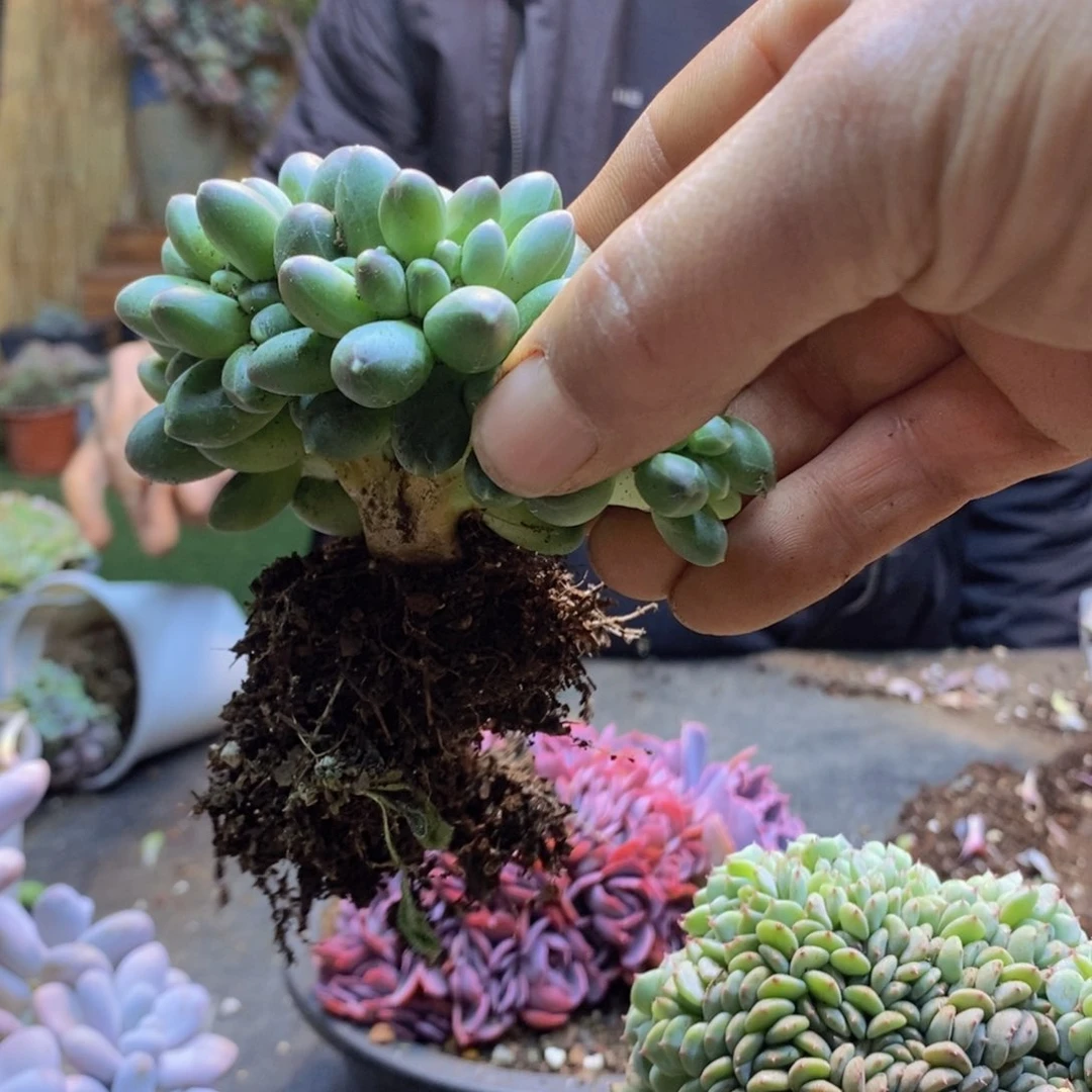 盘****?136号千代田多肉