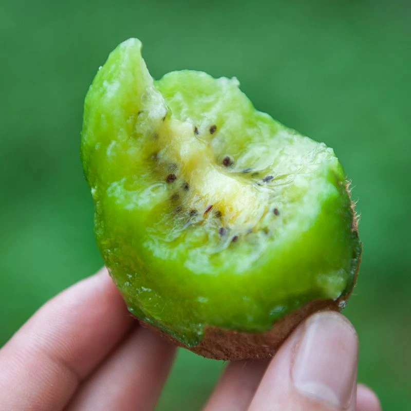 秦觅陕西周至翠香猕猴桃绿心奇异果新鲜应季水果包邮多汁香甜