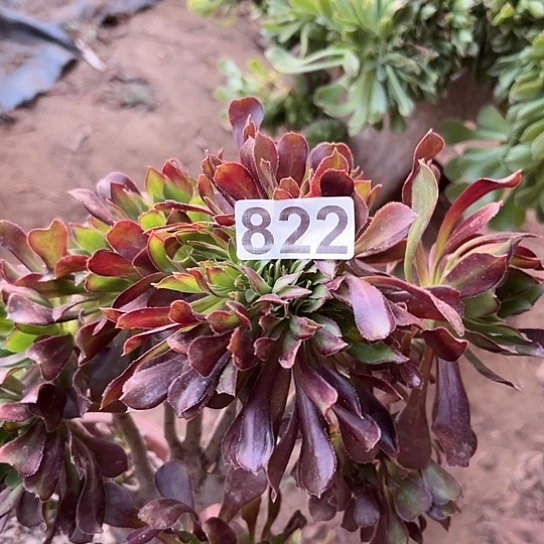 超***炫多肉植物一个黑法