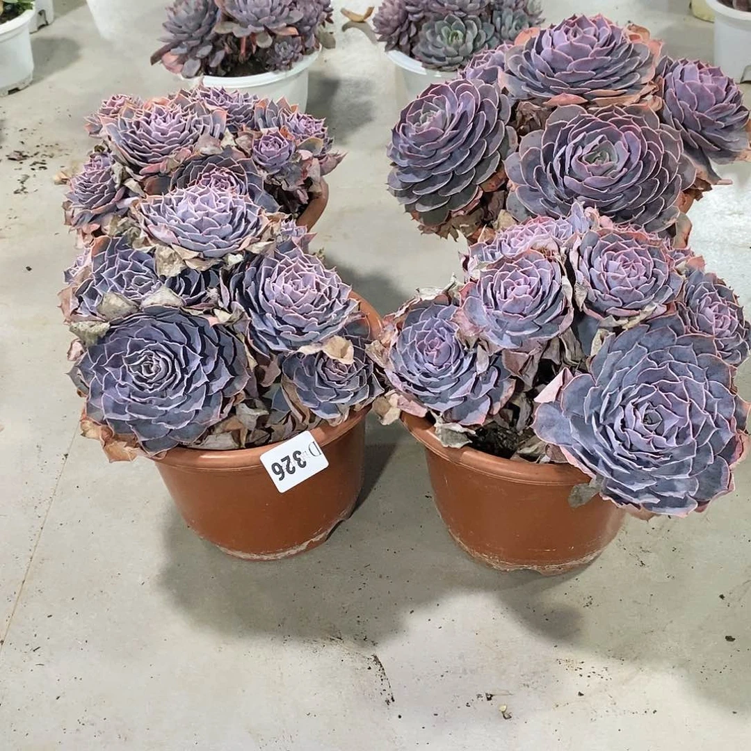 悠*326pink4颗多肉植物