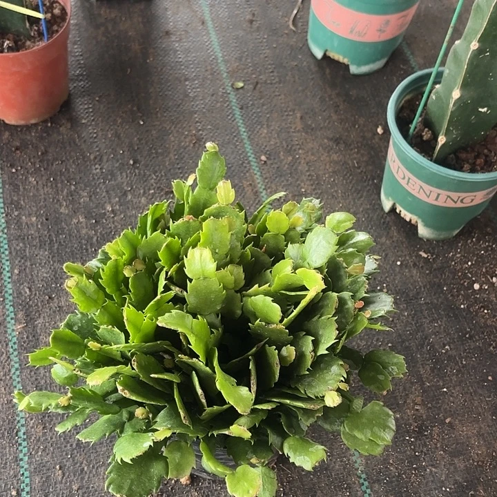 财***门当前无花栽培后可以开花