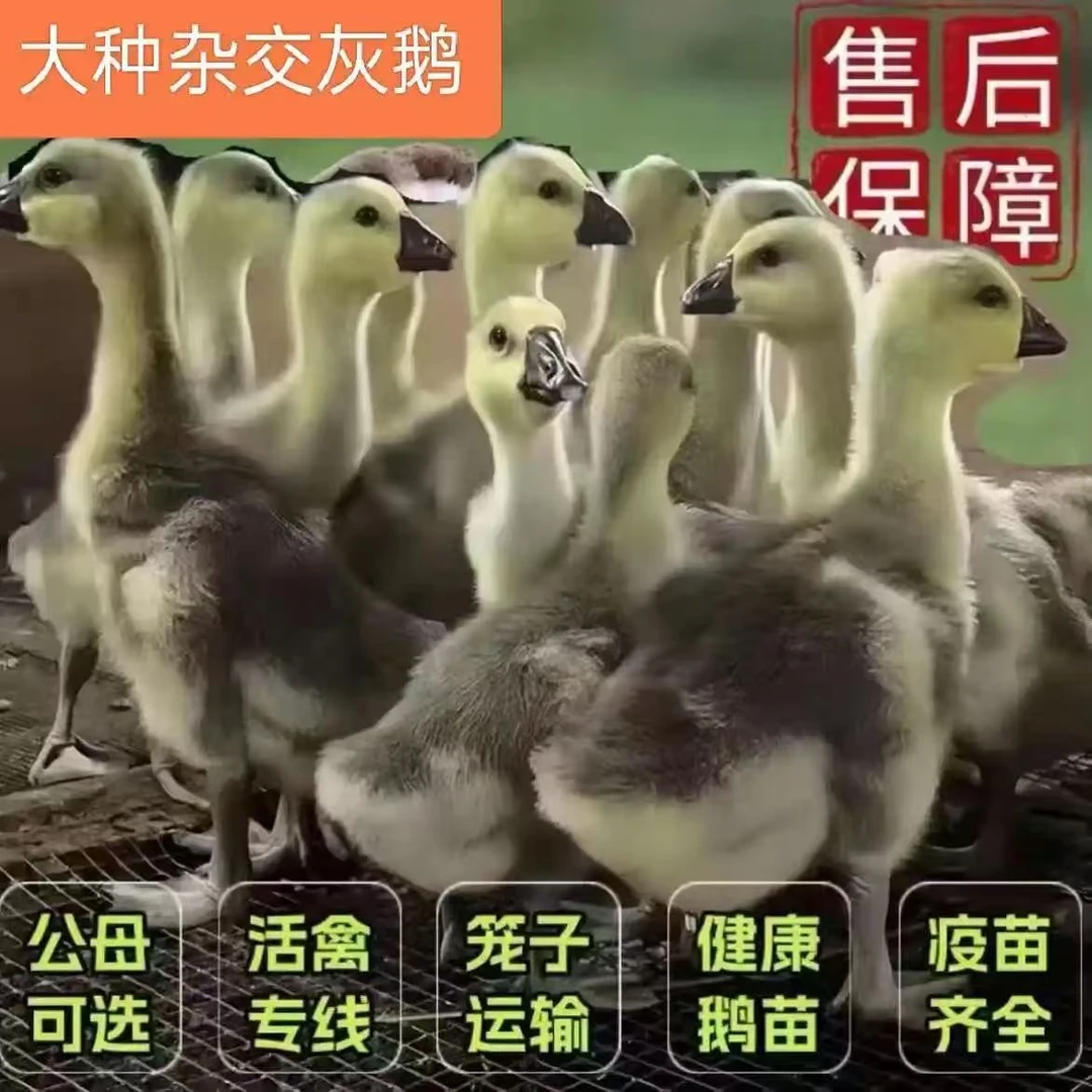一斤 大种杂交灰鹅 脱温 宠物鸭