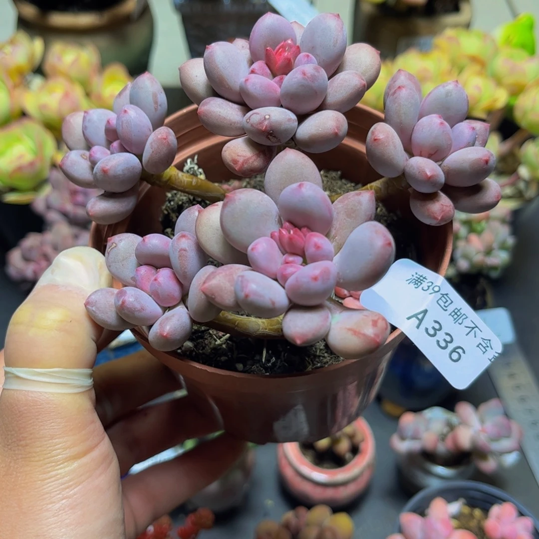336桃花仙子奶11厘米多肉