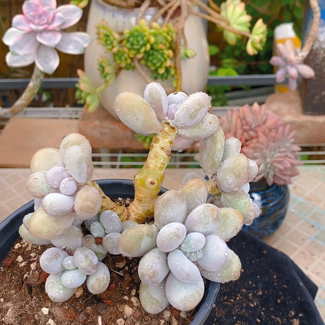 多肉植物非常福利鸡蛋美人