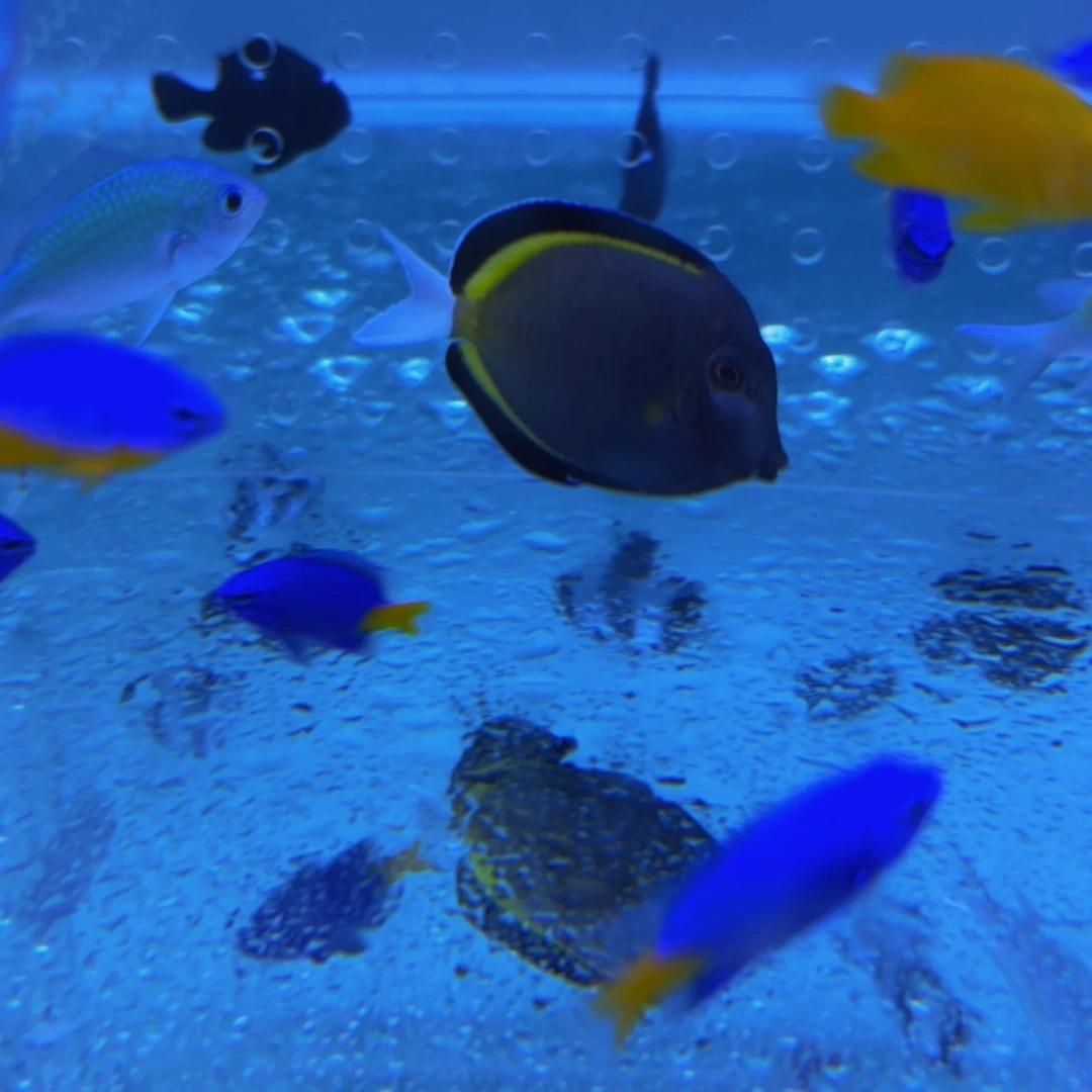 海水鱼七彩吊1，蓝吊1+35