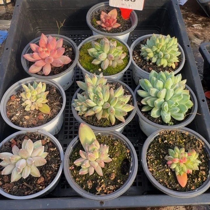 186多肉植物一物一拍