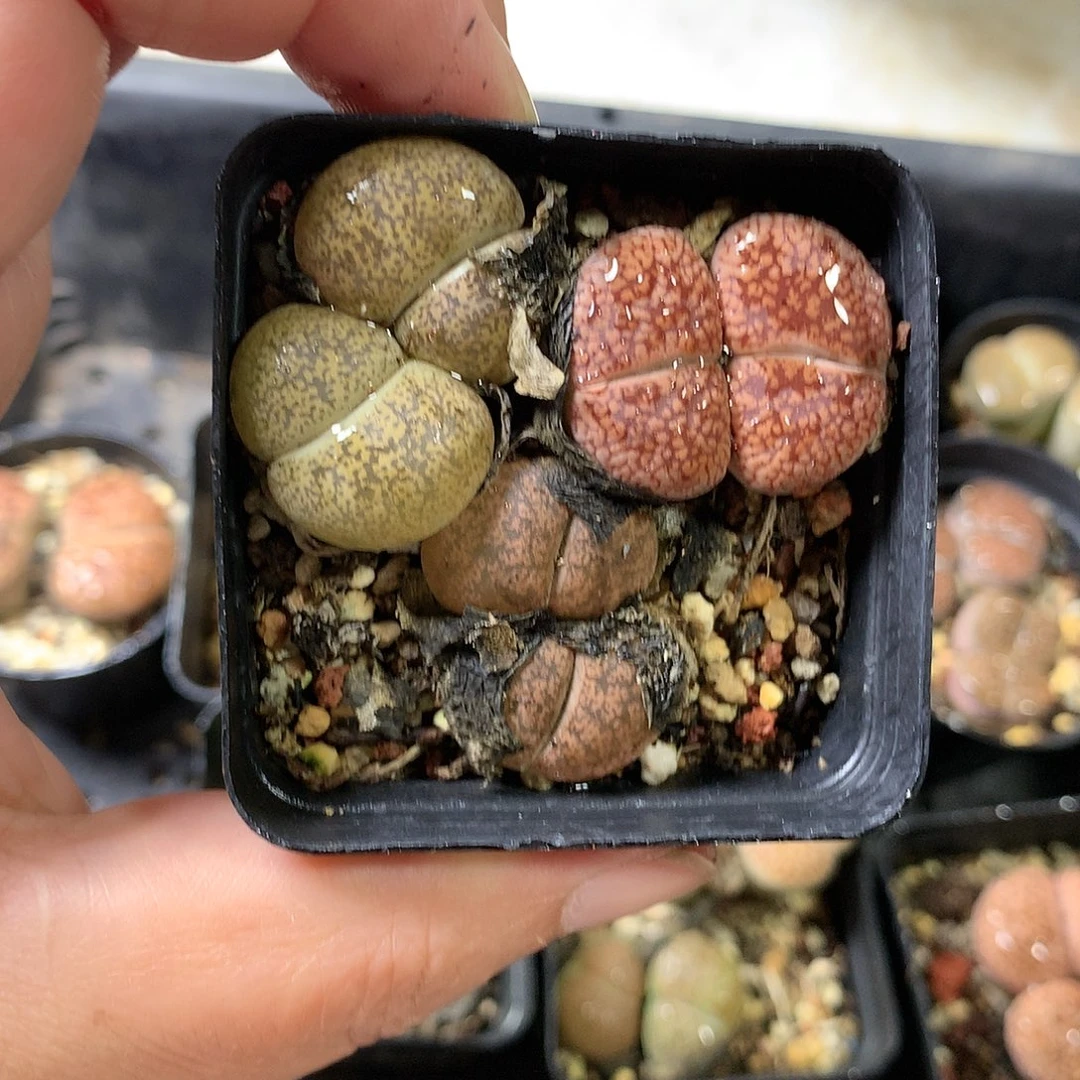 K152多肉植物保护