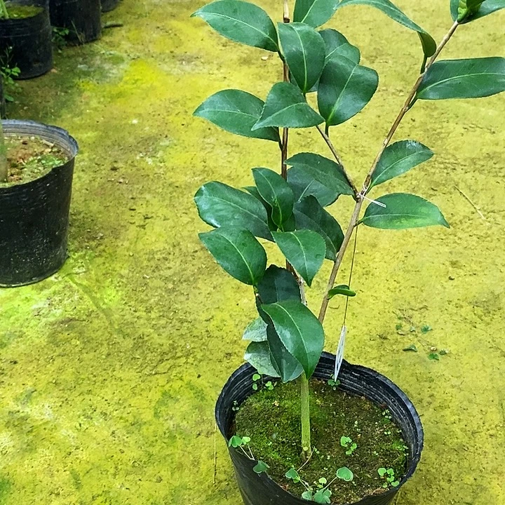 无花朵帕克雷欧。