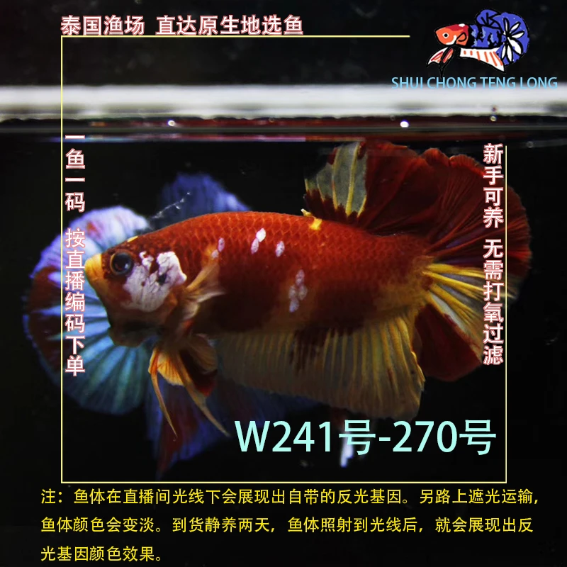 水宠腾隆W241-270号泰国斗鱼半月将军狮王马尾热带观赏鱼新手可养