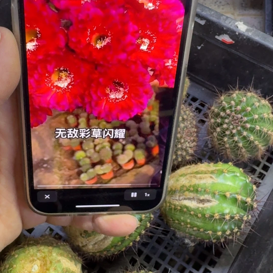 322彩草闪耀歪无根侧牙4公分左右，20包邮