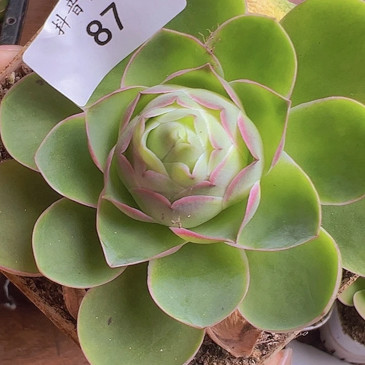 山地玫瑰多肉植物87