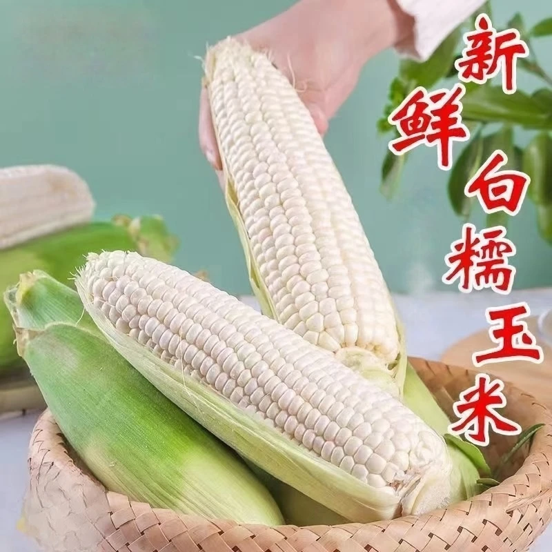 农家自种现摘现发新鲜粘糯玉米香甜粘玉米软糯可口低脂代餐粗粮
