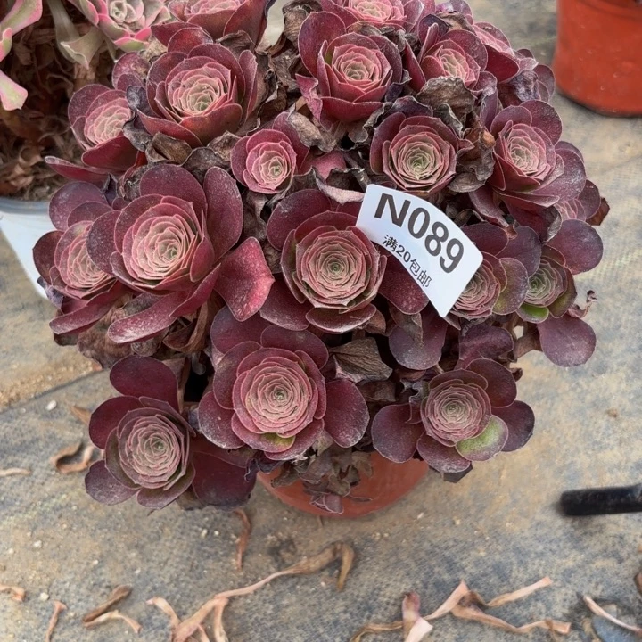 瑞妈多肉园艺089魅金