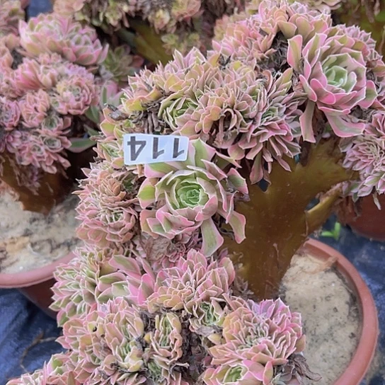 惜***缘多肉植物一个有伤女巫