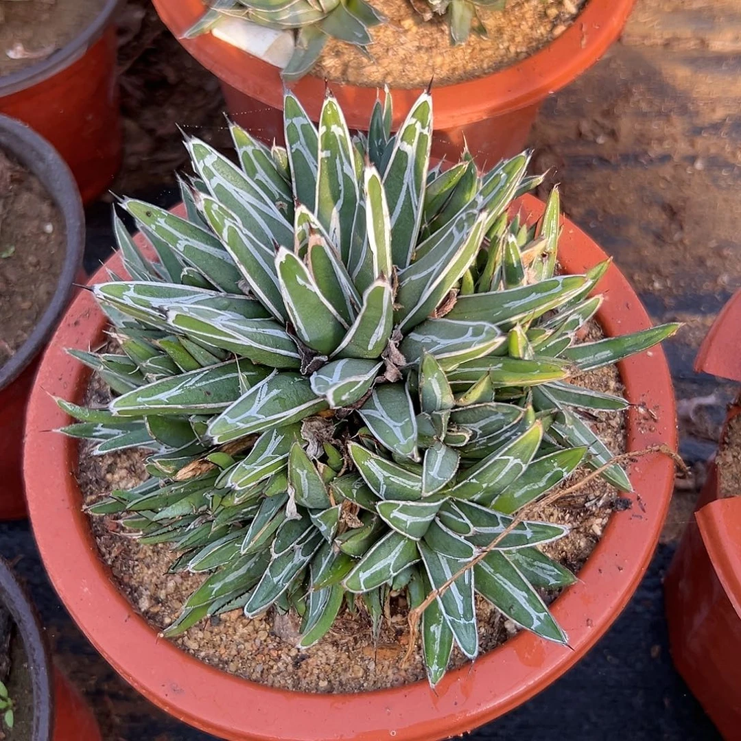 多肉植物直叶屉之雪