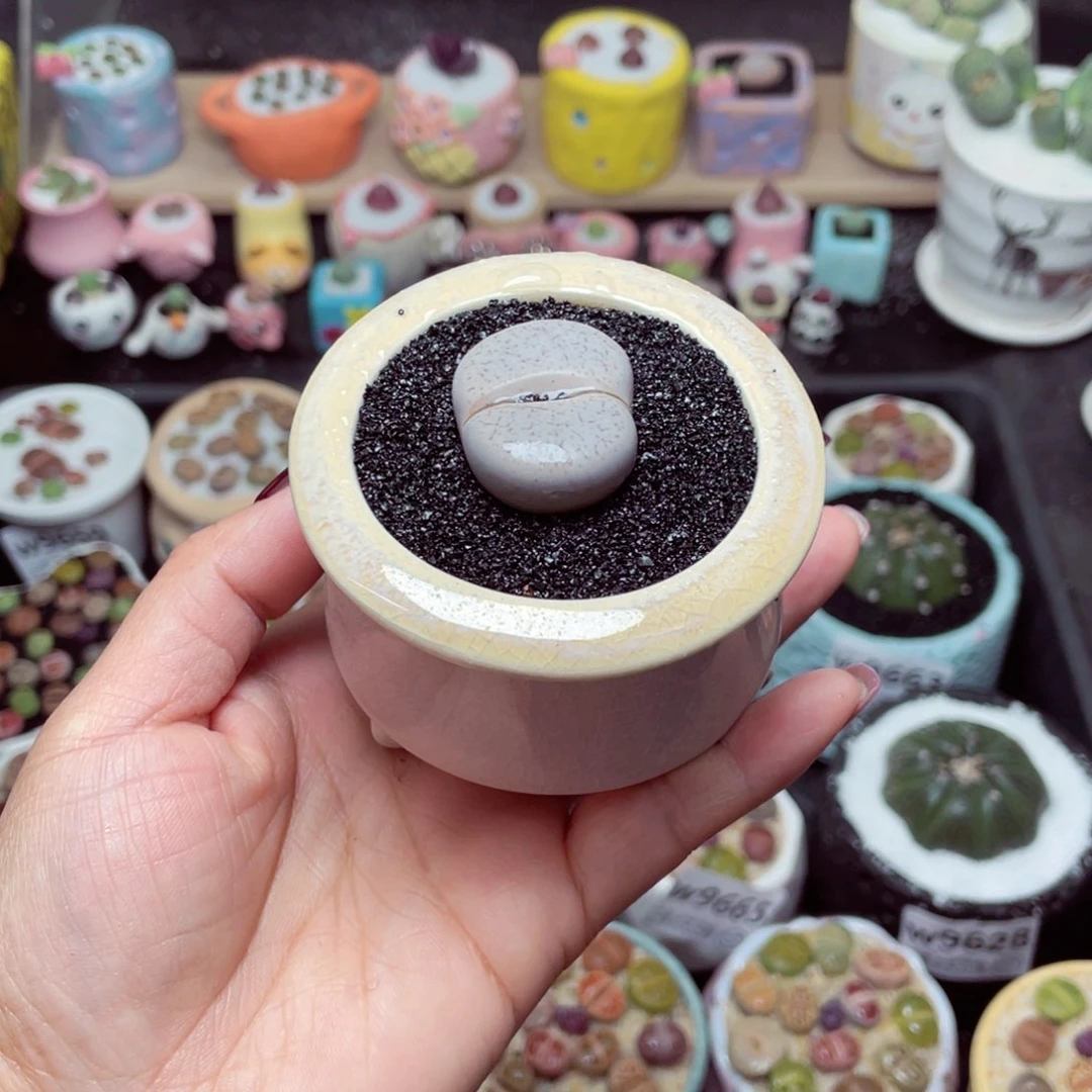 w9670 带盆土发货-零下地区拍保温箱