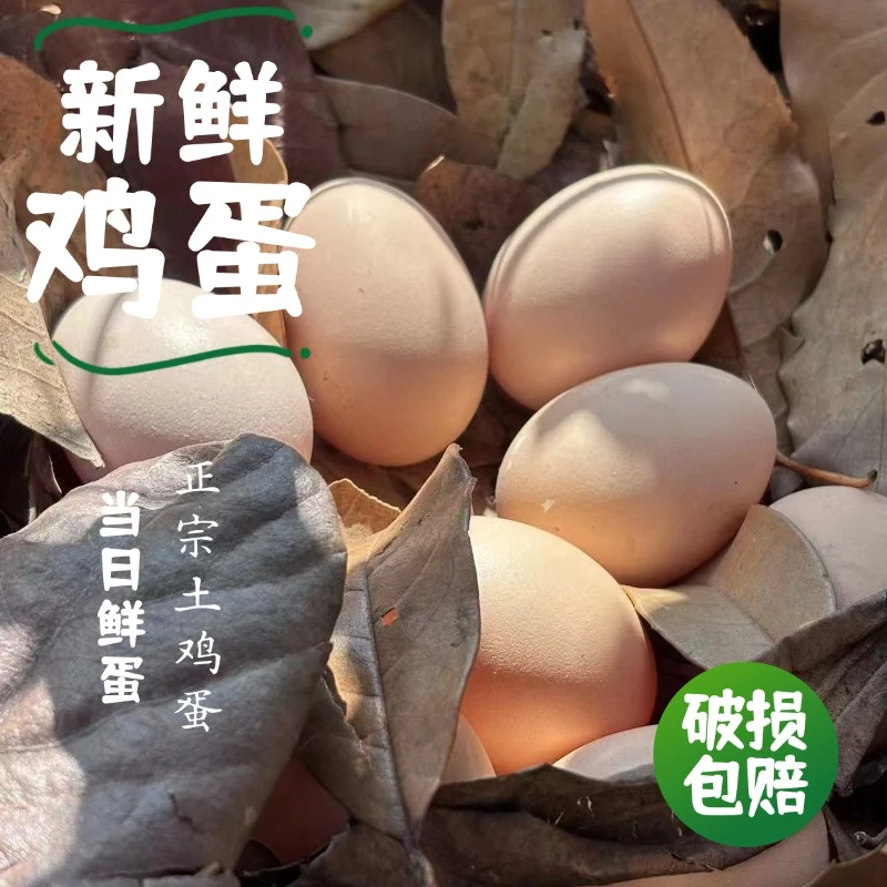 【破损包赔】散养土鸡蛋50枚45-50克左右/个-现捡现发鲜蛋-包邮