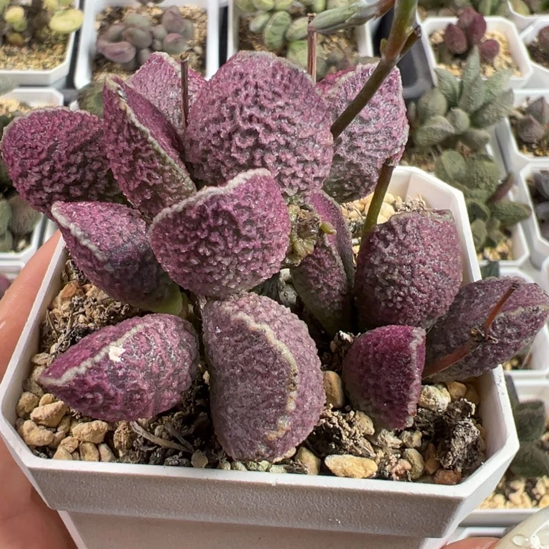 哈莫猪肝多头纯木质桩多肉植物