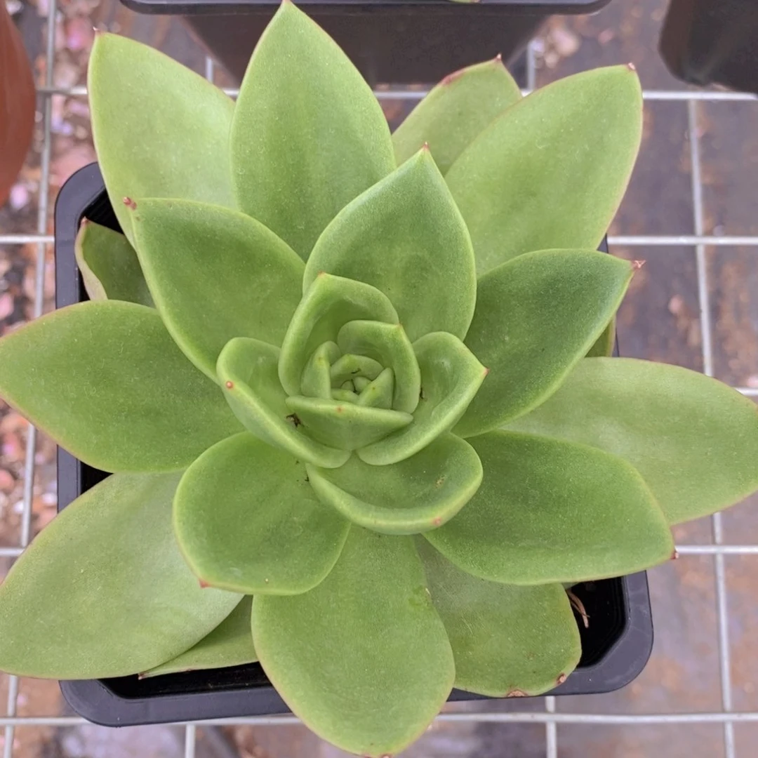 翠花大单头精控精养