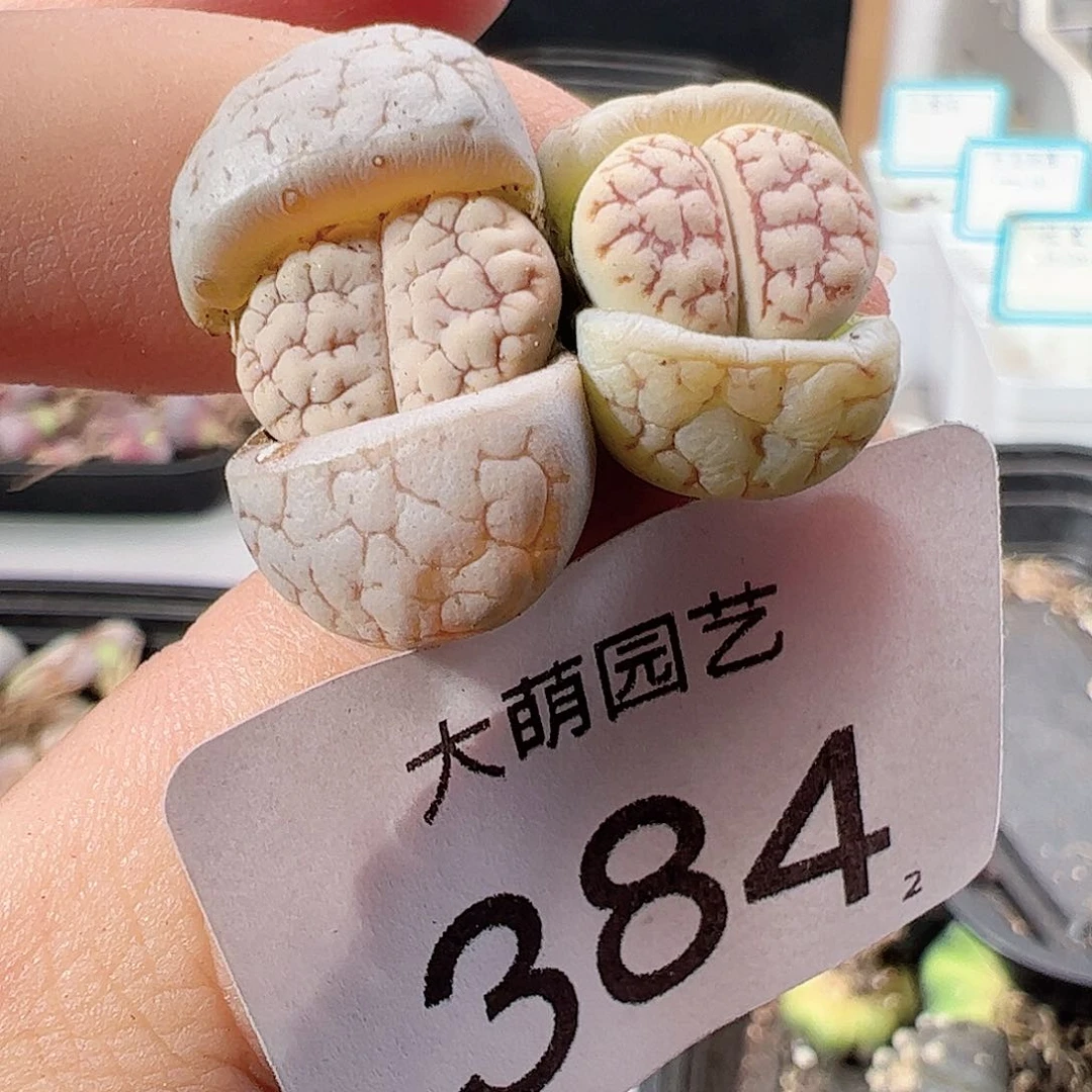 0000384优选374荒玉2颗