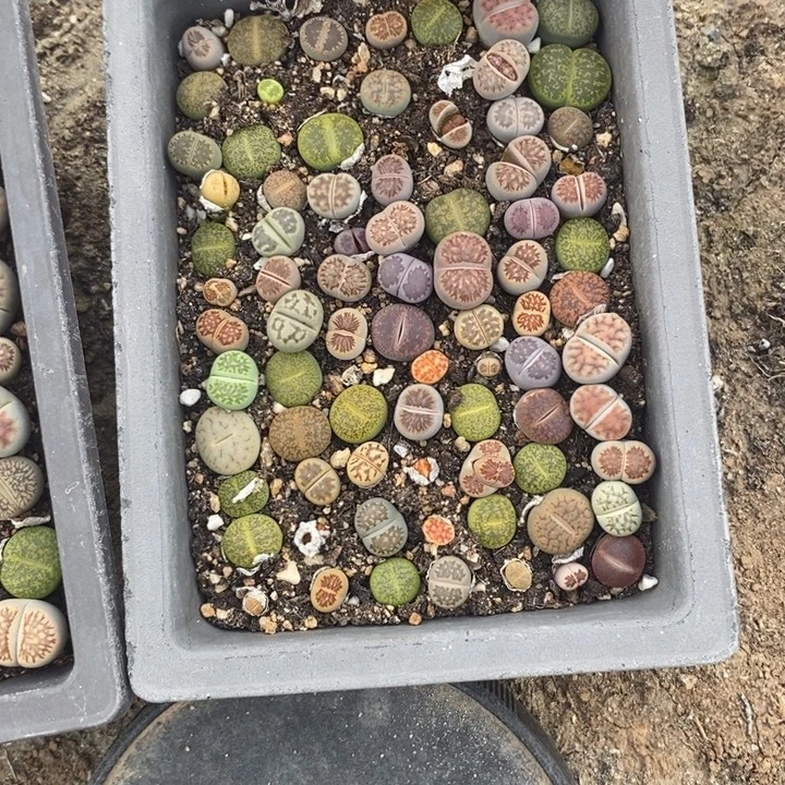 o***梗生石花的季节是春天297