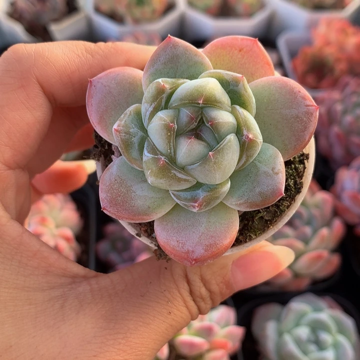 精控太妃糖单头多肉