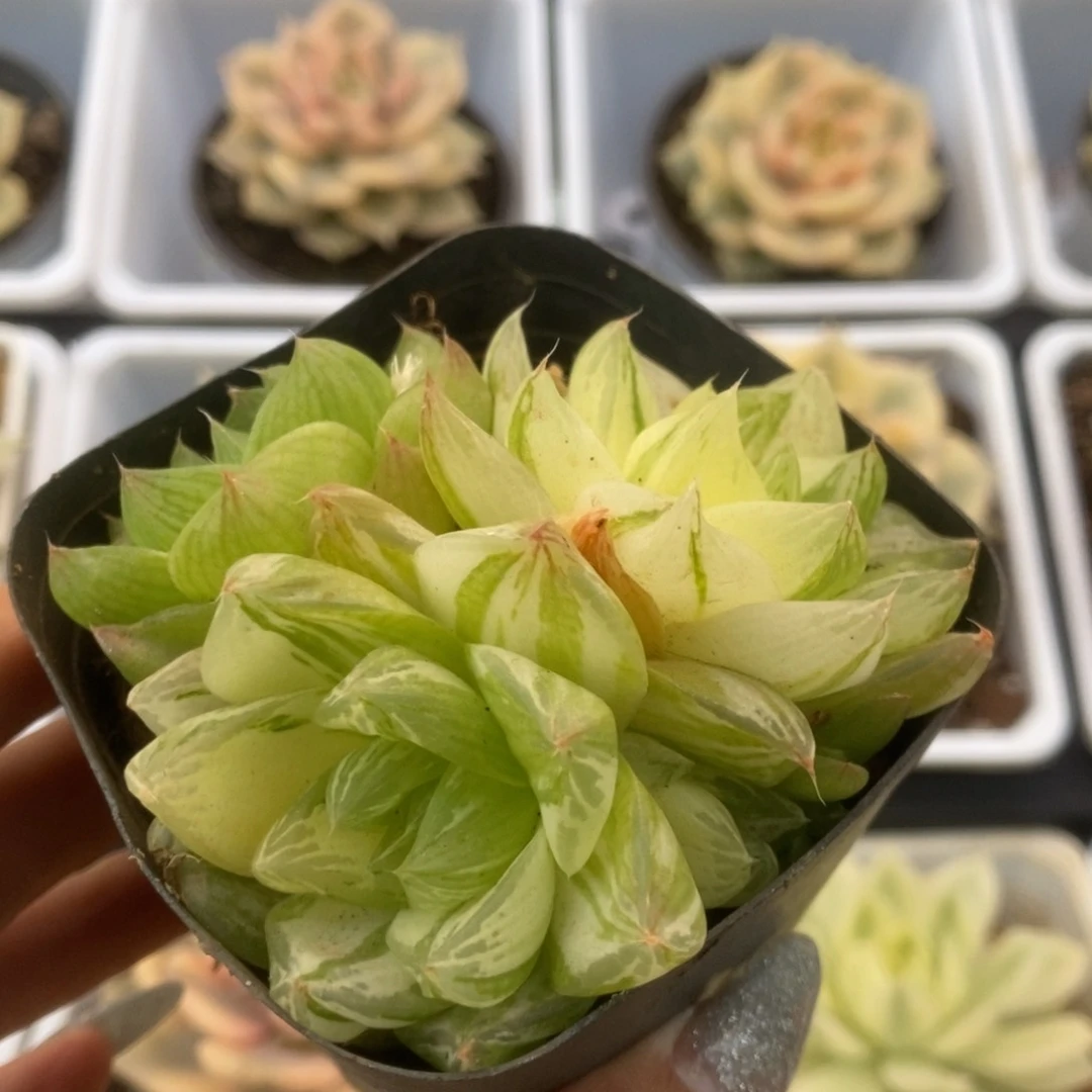 297金之华锦锦锦锦锦锦