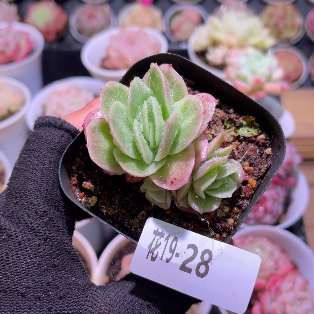 花19-28冰玫瑰锦