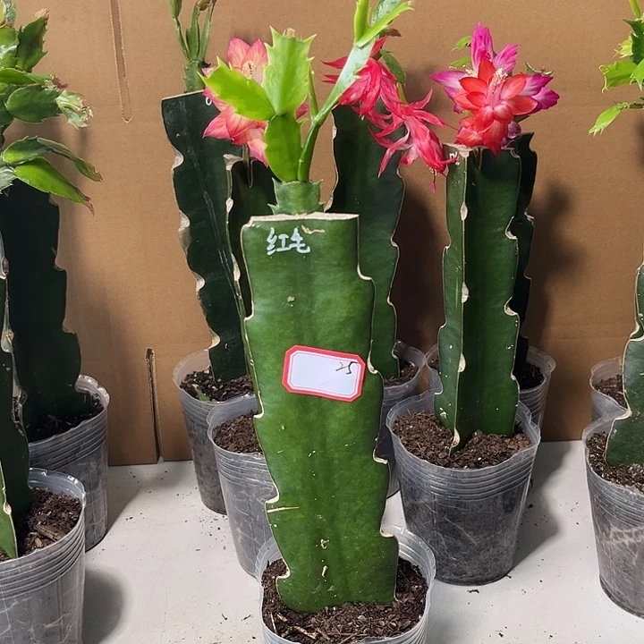 经***白当前无花栽培后可以开花羽毛红