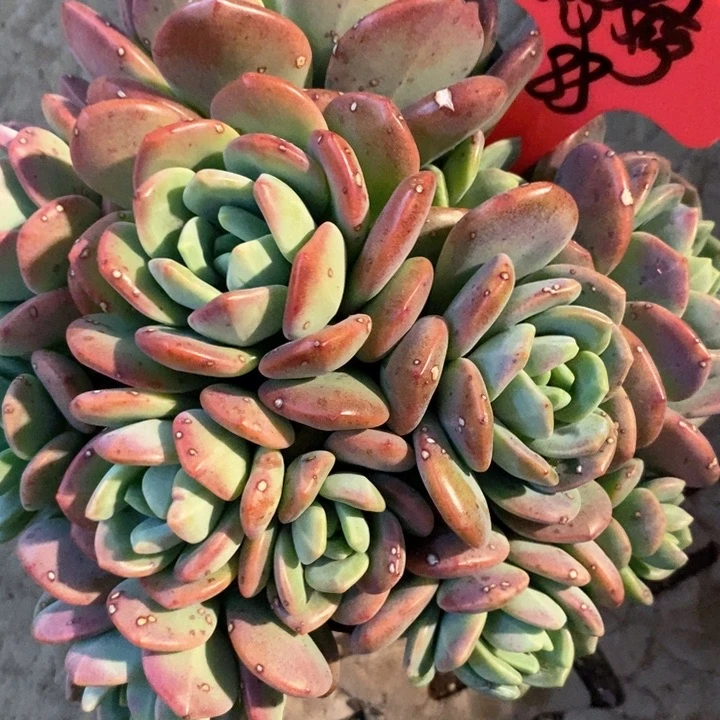 婷*我是真的很喜欢