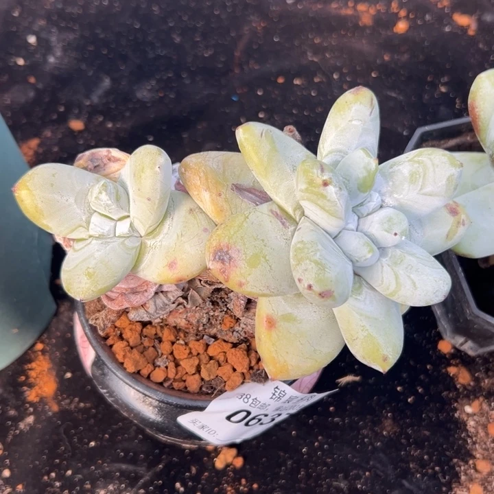 原产地拇指～一物一拍0637