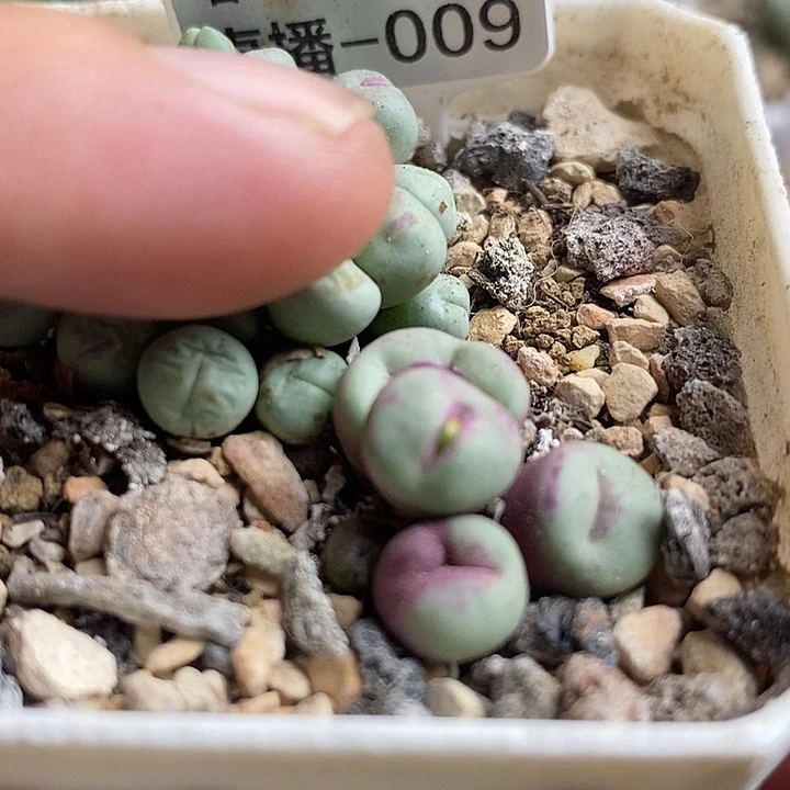 园艺1380b小红嘴5头群