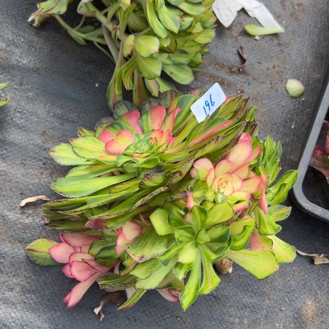 196知否无根多肉嘻嘻嘻