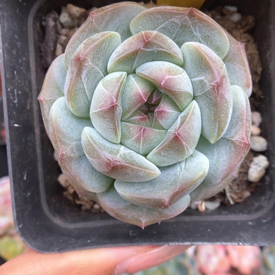暗纹珍妮可拍508号。