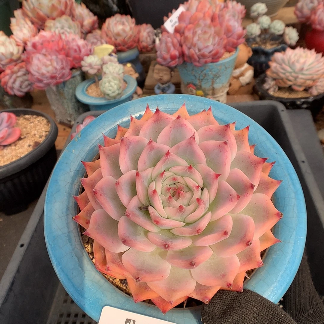 秋***阁313吉娃娃锦多肉植物666