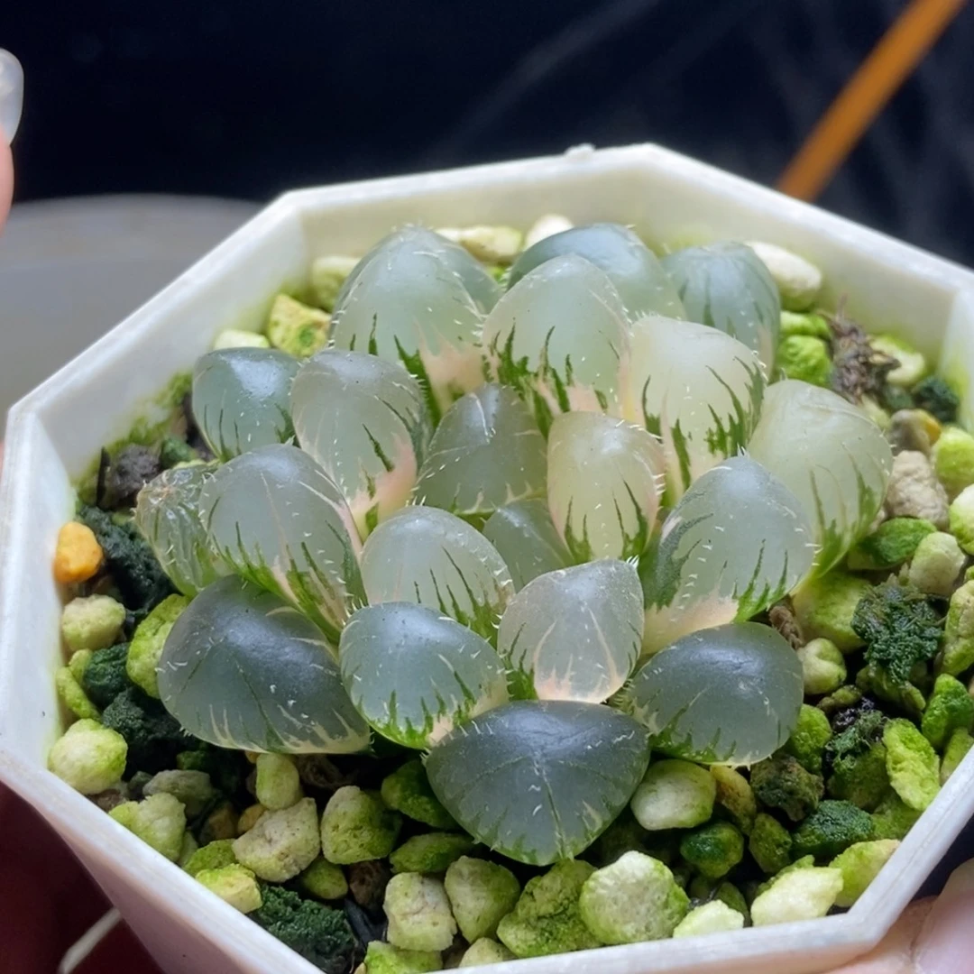 极上斑北极星锦一物一拍