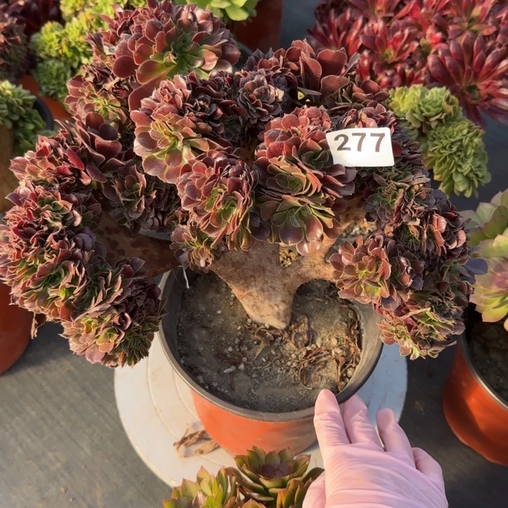 多肉植物欧紫缀277